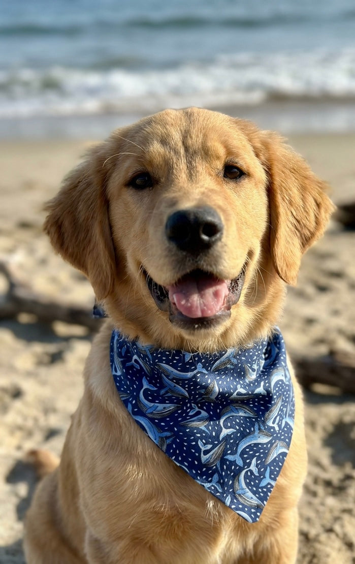Dancing Whale Pet Bandana