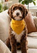 Ochre corduroy pet bandana