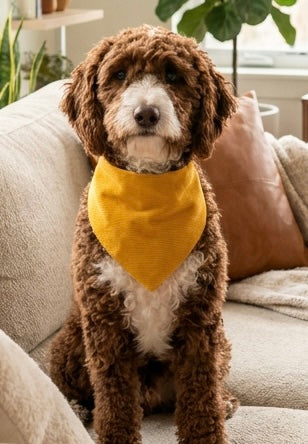 Ochre corduroy pet bandana