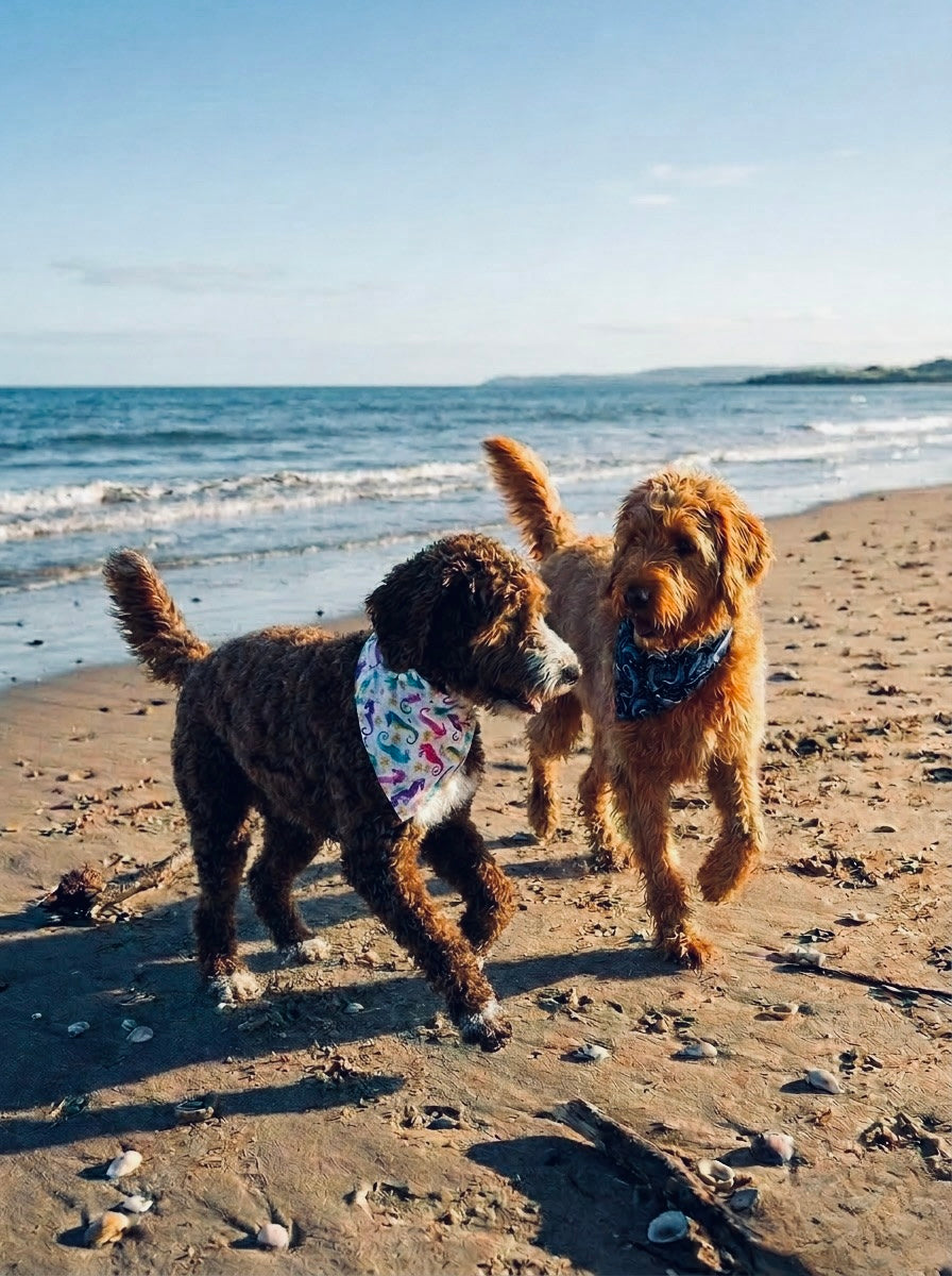 Seahorse pet bandana