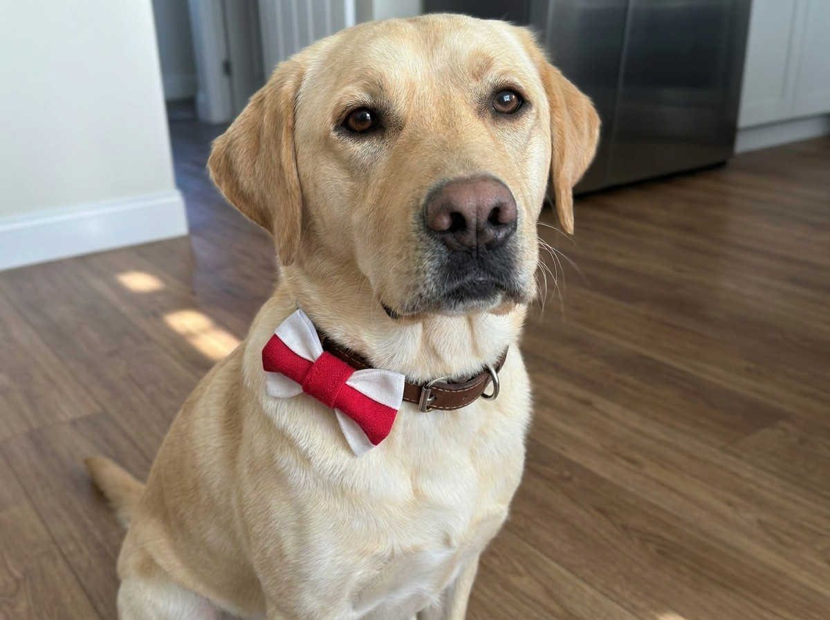 England Pet Bow – St George’s Cross